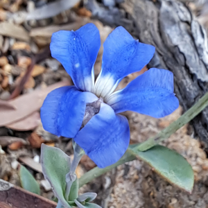 Goodenia eatoniana