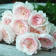 美咲(薔薇科植物) 美咲(薔薇科植物)