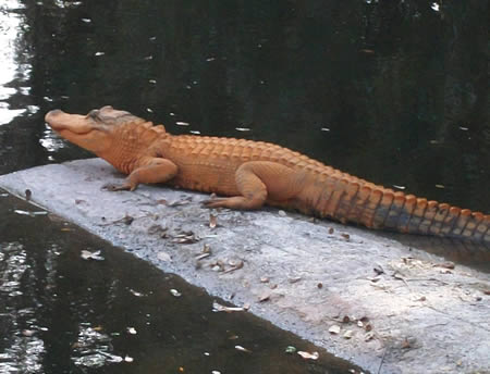 橙色短吻鱷