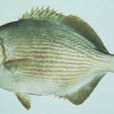雙峰(魚類) 雙峰(魚類)