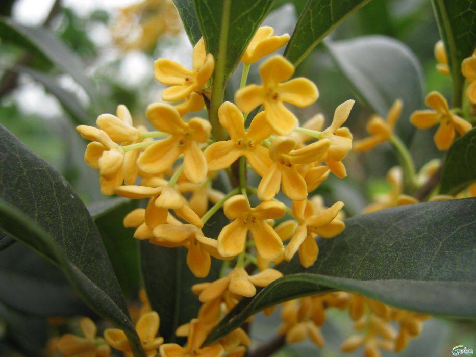 垂花金桂 垂花金桂