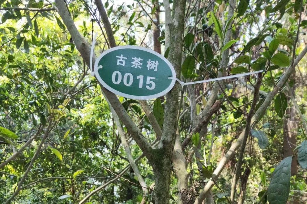 坳後村(浙江省溫州市瑞安市湖嶺鎮下轄村) 坳後村(浙江省溫州市瑞安市湖嶺鎮下轄村)