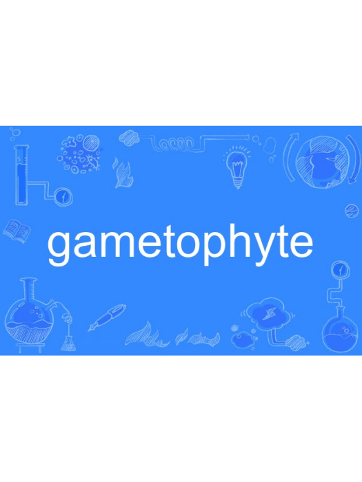 gametophyte gametophyte