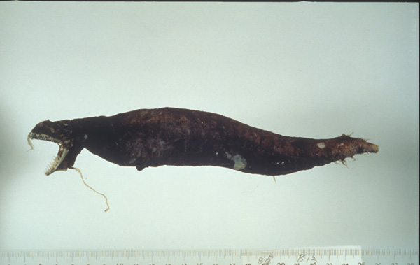 黑須黑巨口魚