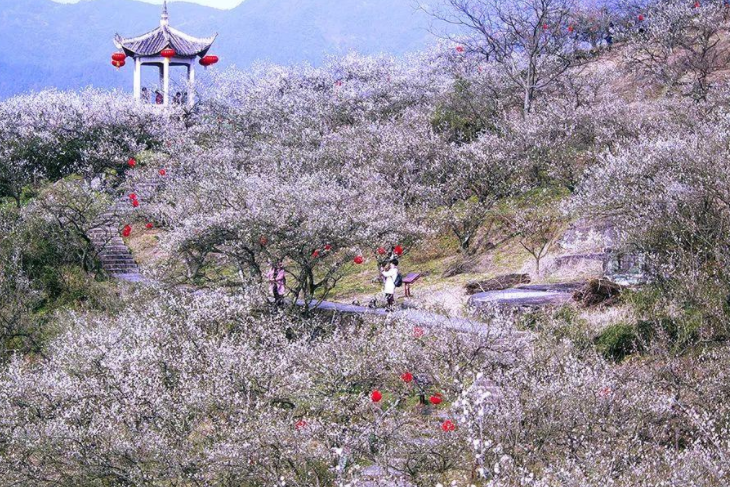 香雪梅海景區 香雪梅海景區