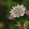 大星芹 大星芹