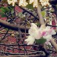 葉落清秋 葉落清秋