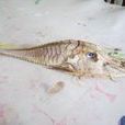 盔甲魚 盔甲魚