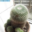 白鳩球 白鳩球