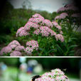 八寶(薔薇目景天科植物) 八寶(薔薇目景天科植物)
