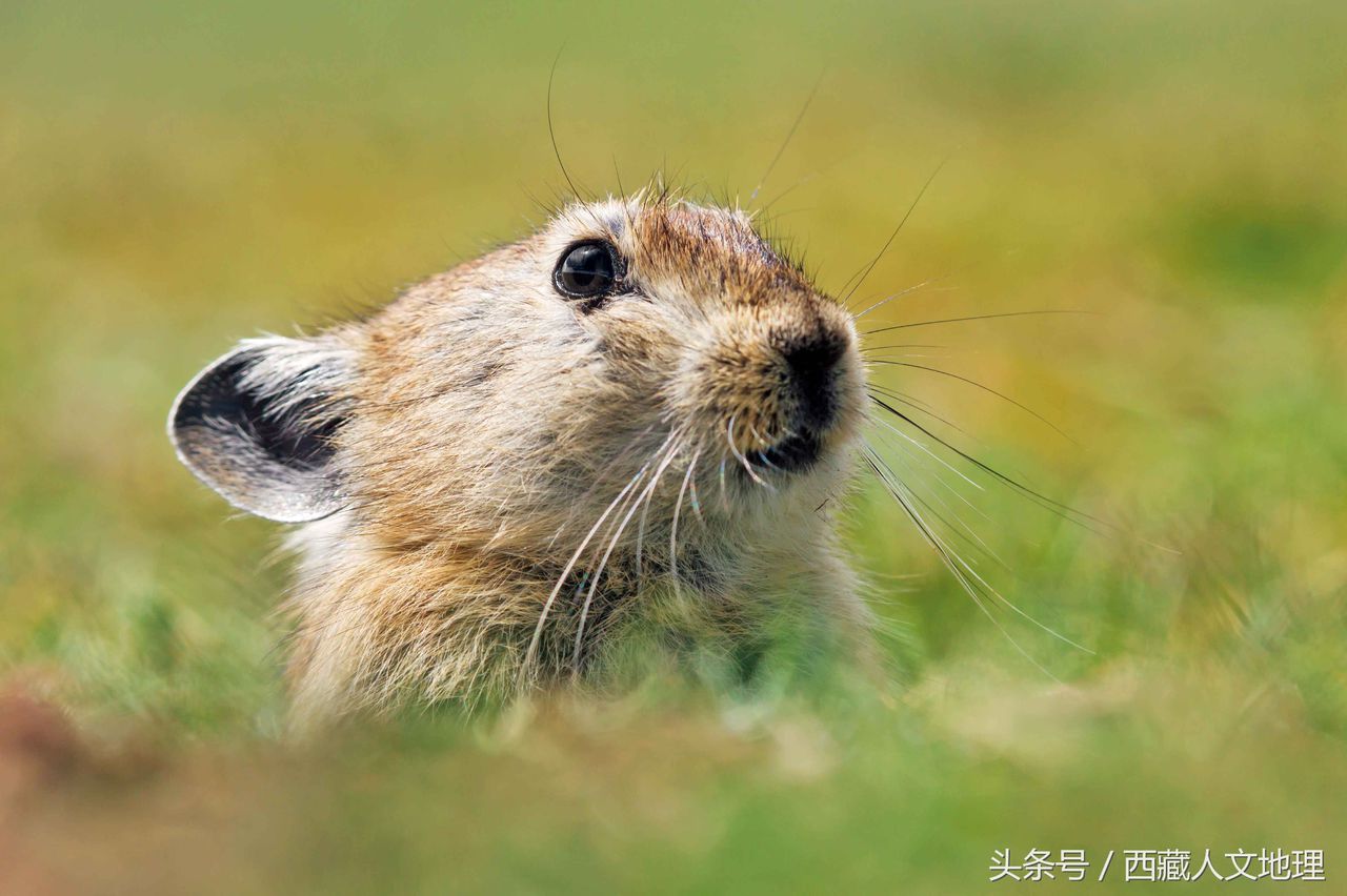 烏倫古中華鼠兔