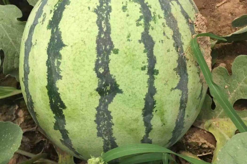 懶漢甜帥 懶漢甜帥