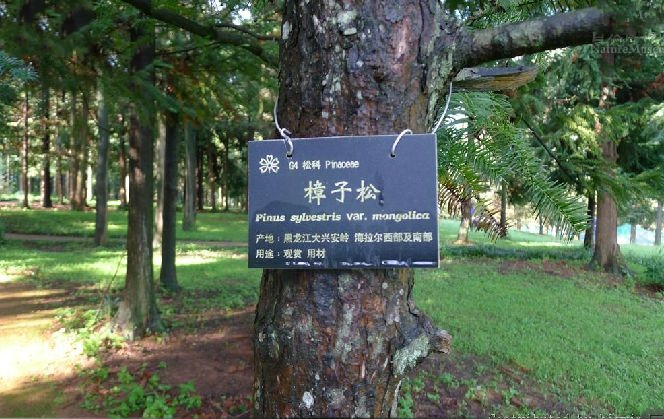 樟子松呼中自然保護區個體29