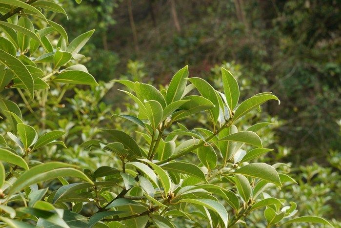 華潤楠(荔枝槁)