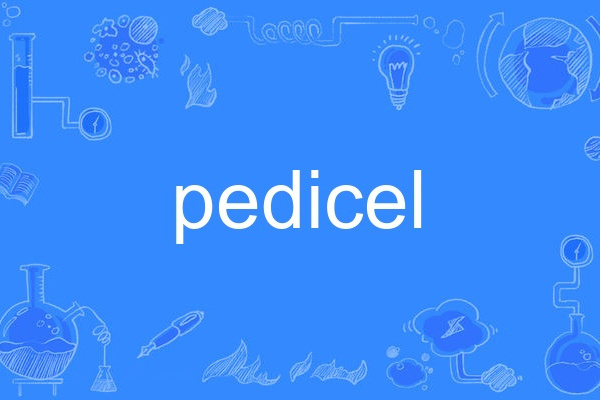 pedicel pedicel