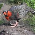 藍冠鳥雉 藍冠鳥雉