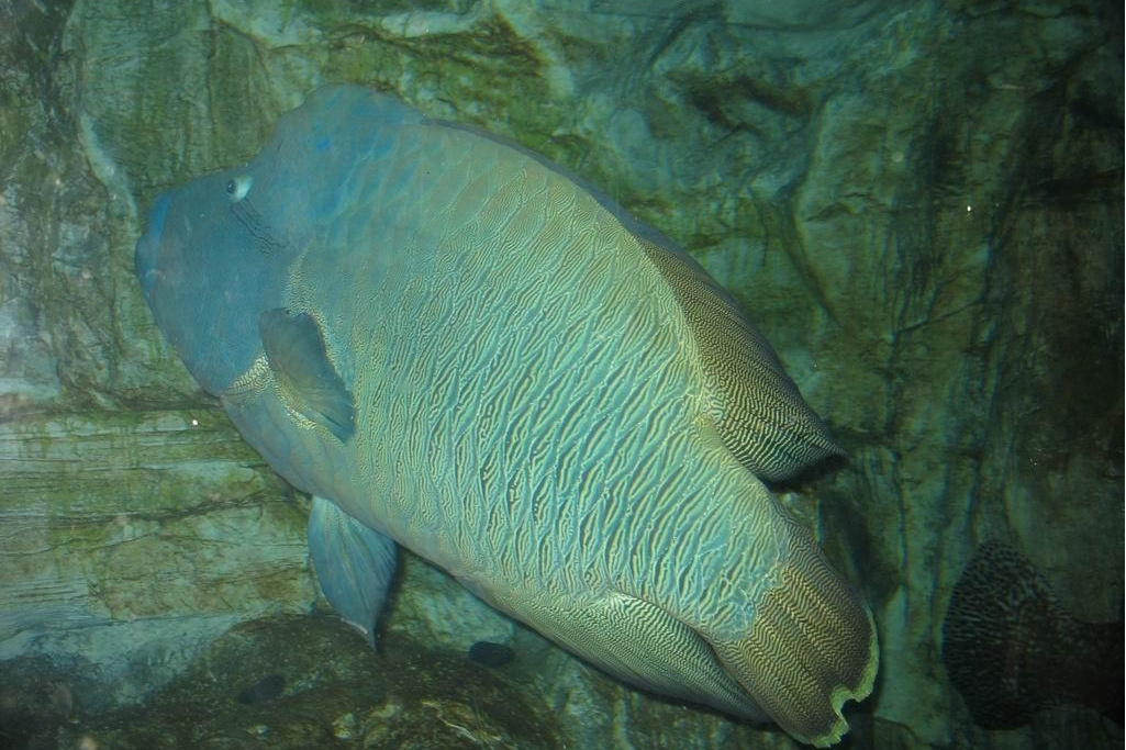 艾倫褶唇魚 艾倫褶唇魚