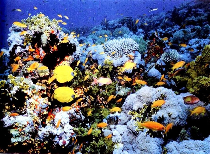 海洋生態系