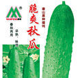 脆爽秋瓜 脆爽秋瓜