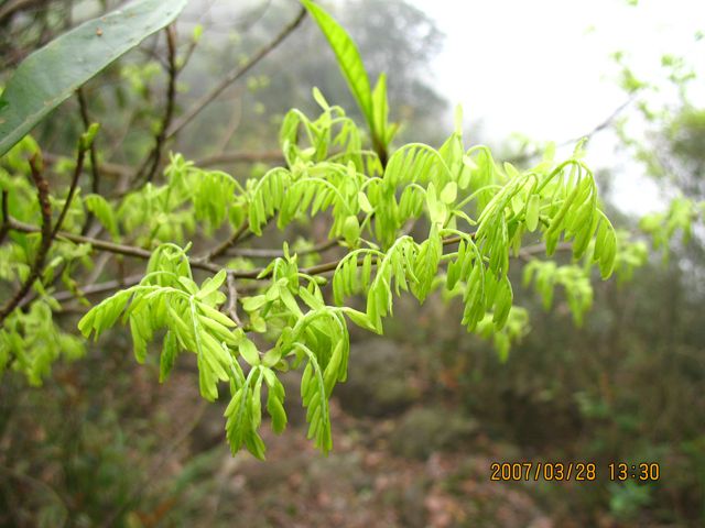 銅蒙美 銅蒙美