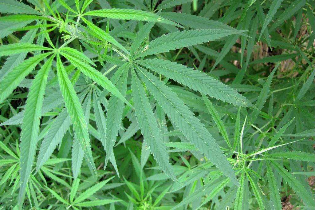 中紅麻13號 中紅麻13號