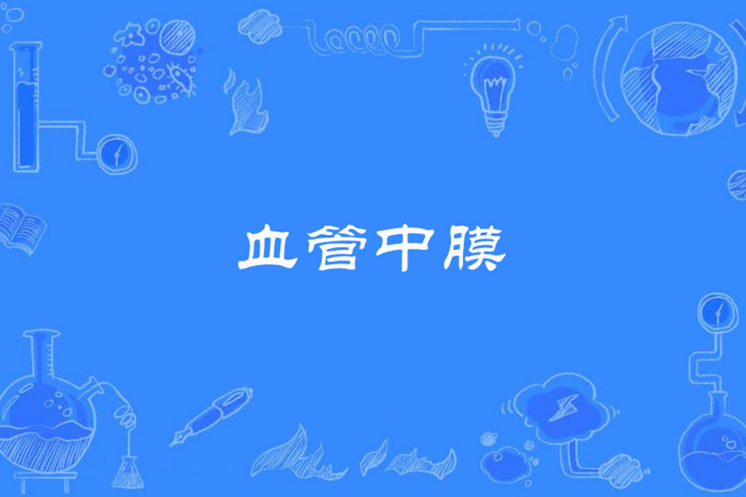 血管中膜 血管中膜