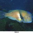 藍豬齒魚 藍豬齒魚