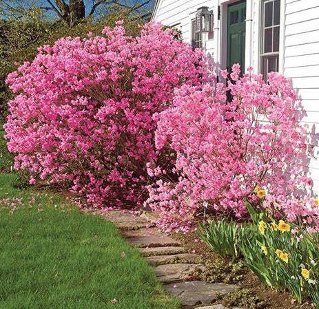 Rhododendron mucronulatum \x27Cornell Pink\x27 Rhododendron mucronulatum \x27Cornell Pink\x27