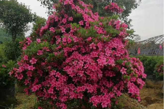細花杜鵑 細花杜鵑
