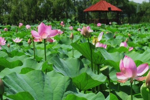 蓮花灣 蓮花灣