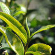 大葉種曬青毛茶(曬青綠茶) 大葉種曬青毛茶(曬青綠茶)