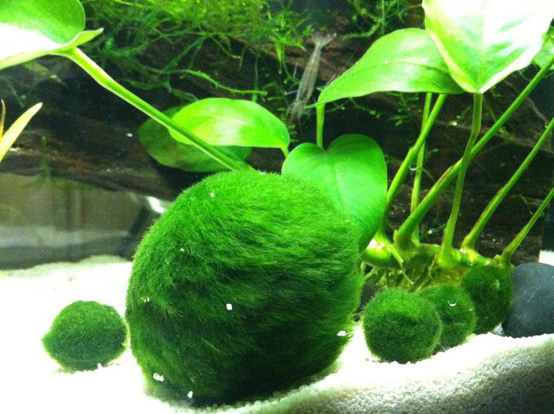 海藻球