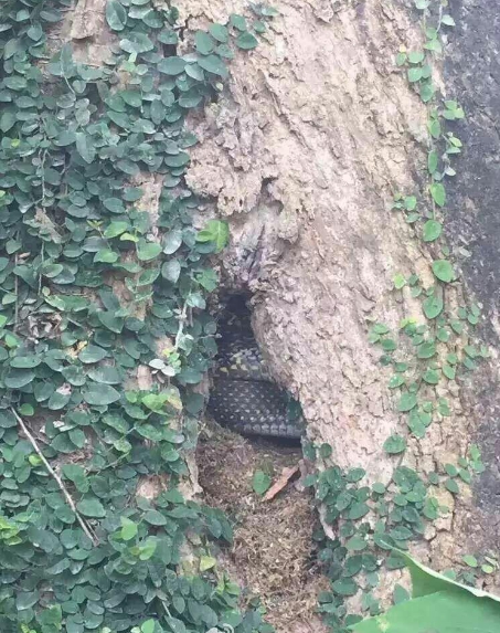 蛇穴爆破 蛇穴爆破