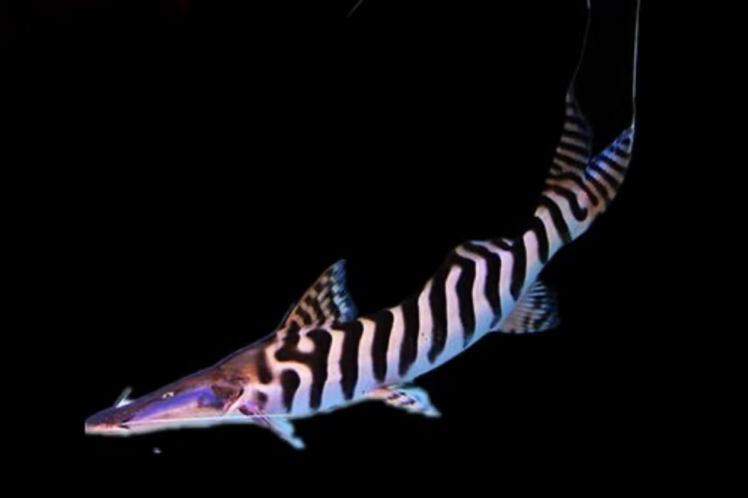 小須叉尾鯰 小須叉尾鯰