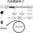 trp操縱子 trp操縱子