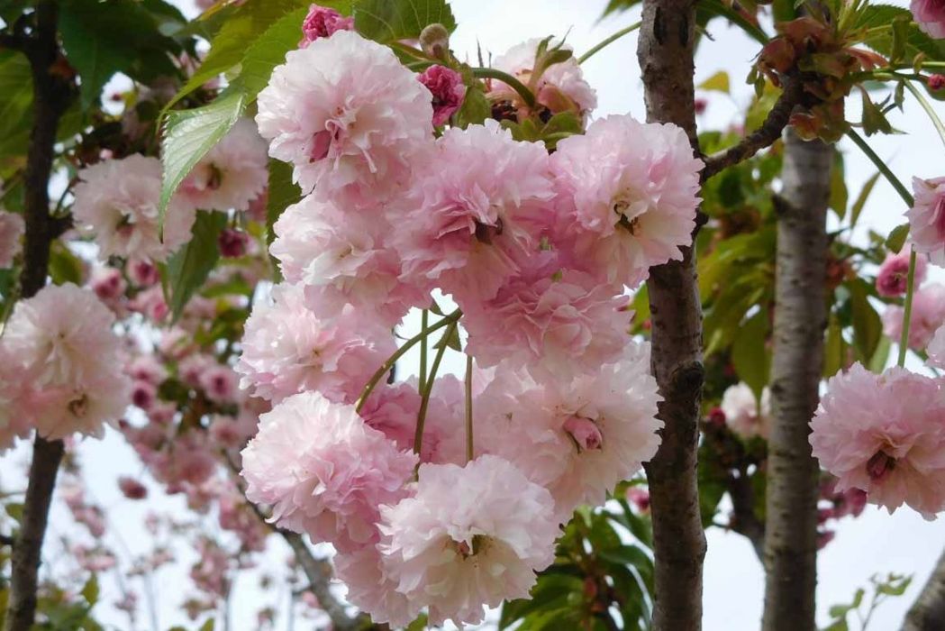 菊櫻(薔薇科櫻亞屬櫻花品種) 菊櫻(薔薇科櫻亞屬櫻花品種)