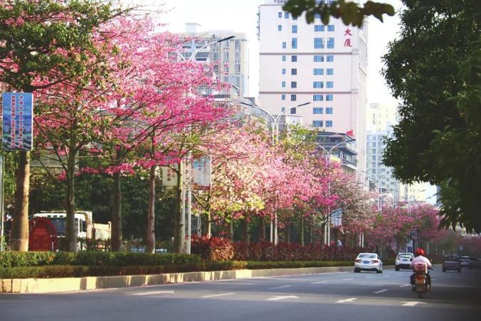 迎賓大道(廣東省信宜市迎賓大道) 迎賓大道(廣東省信宜市迎賓大道)