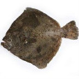 大菱鮃魚 大菱鮃魚