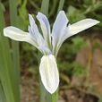 白花馬藺 白花馬藺