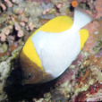 霞蝶魚 霞蝶魚