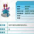 哈伊卡 哈伊卡