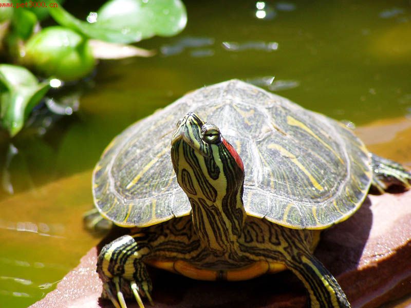 巴西龜無公害養殖技術