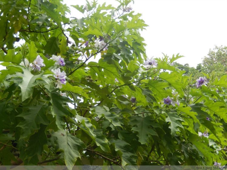 樹茄果 樹茄果