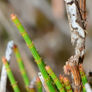 Allocasuarina paradoxa