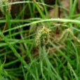 狹穗薹草 狹穗薹草