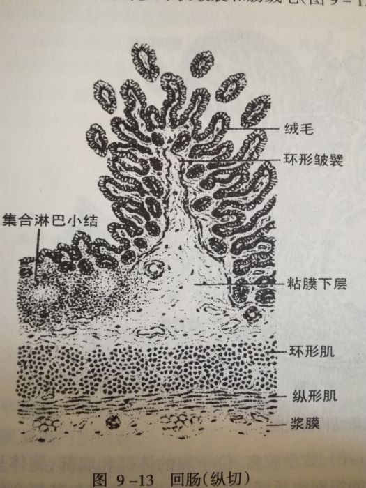 環狀皺襞 環狀皺襞