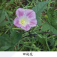 旋花屬 旋花屬