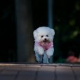 貴賓犬(泰迪熊犬)