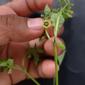 Physalis ampla