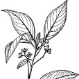 小果衛矛(植物) 小果衛矛(植物)